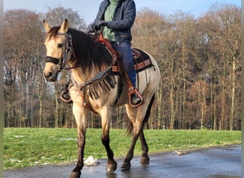 Andere Rassen, Merrie, 9 Jaar, 155 cm, Falbe