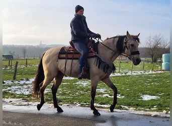 Andere Rassen, Merrie, 9 Jaar, 155 cm, Falbe