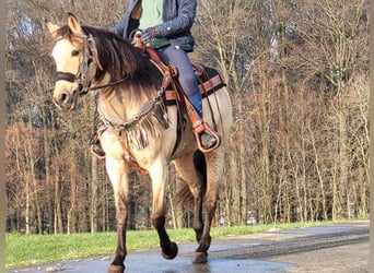 Andere Rassen, Merrie, 9 Jaar, 155 cm, Falbe
