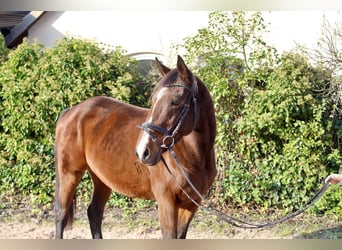 Andere Rassen, Merrie, 9 Jaar, 157 cm, Bruin