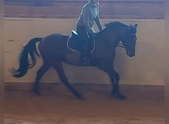 Andere Rassen Mix, Merrie, 9 Jaar, 158 cm, Bruin