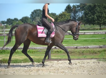 Andere Rassen, Merrie, 9 Jaar, 160 cm, Brauner