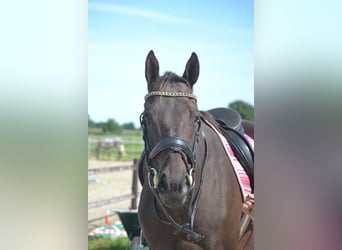 Andere Rassen, Merrie, 9 Jaar, 160 cm, Brauner
