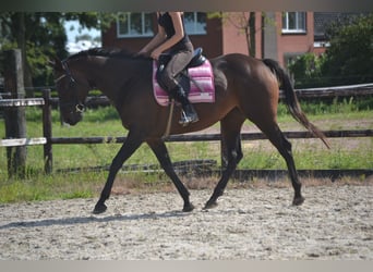 Andere Rassen, Merrie, 9 Jaar, 160 cm, Brauner