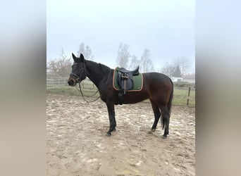 Andere Rassen Mix, Merrie, 9 Jaar, 160 cm, Donkerbruin