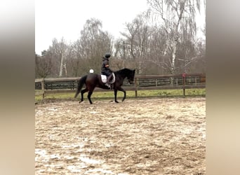 Andere Rassen Mix, Merrie, 9 Jaar, 160 cm, Donkerbruin