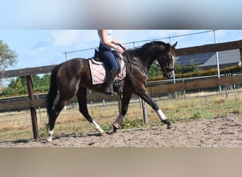 Andere Rassen, Merrie, 9 Jaar, 162 cm, Donkerbruin