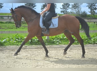 Andere Rassen, Merrie, 9 Jaar, 164 cm, Bruin