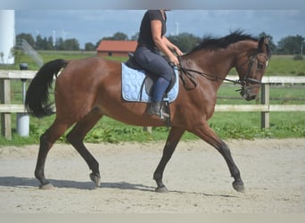 Andere Rassen, Merrie, 9 Jaar, 164 cm, Bruin