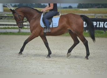 Sonstige Rassen, Stute, 9 Jahre, 164 cm, Brauner