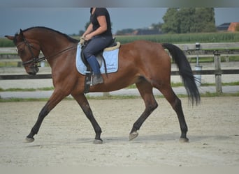 Andere Rassen, Merrie, 9 Jaar, 164 cm, Bruin