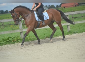 Andere Rassen, Merrie, 9 Jaar, 164 cm, Bruin