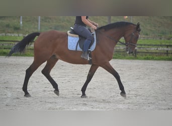 Andere Rassen, Merrie, 9 Jaar, 164 cm, Bruin