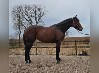 Andere Rassen Mix, Merrie, 9 Jaar, 165 cm, Donkerbruin