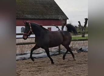 Andere Rassen Mix, Merrie, 9 Jaar, 165 cm, Donkerbruin