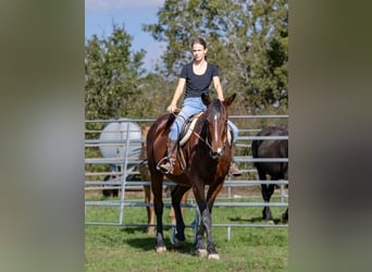 Andere Rassen Mix, Merrie, 9 Jaar, 167 cm, Bruin