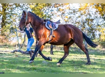 Andere Rassen Mix, Merrie, 9 Jaar, 167 cm, Bruin