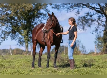 Andere Rassen Mix, Merrie, 9 Jaar, 167 cm, Bruin