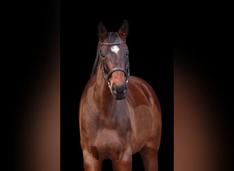 Andere Rassen, Merrie, 9 Jaar, 168 cm, Bruin