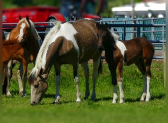 Andere Rassen, Merrie, , 150 cm, Gevlekt-paard