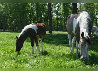 Andere Rassen, Merrie, , 150 cm, Gevlekt-paard