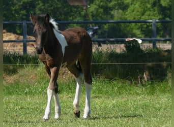 Andere Rassen, Merrie, , 150 cm, Gevlekt-paard