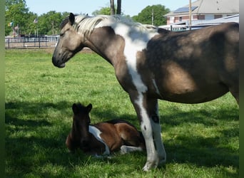Andere Rassen, Merrie, , 150 cm, Gevlekt-paard
