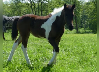 Andere Rassen, Merrie, , 150 cm, Gevlekt-paard