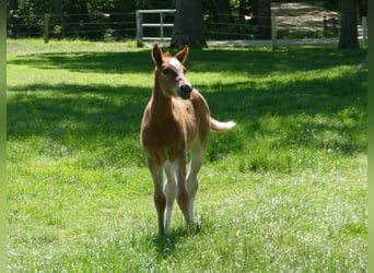 Andere Rassen, Merrie, , 150 cm, Vos
