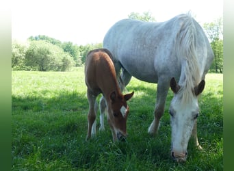 Andere Rassen, Merrie, , 150 cm, Vos