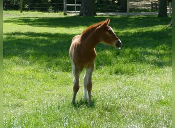 Andere Rassen, Merrie, , 150 cm, Vos