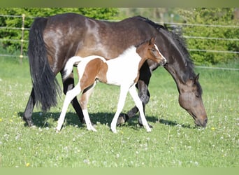 Andere Rassen, Merrie, veulen (05/2024), 160 cm, Gevlekt-paard