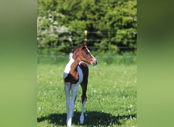 Andere Rassen, Merrie, veulen (05/2024), 160 cm, Gevlekt-paard