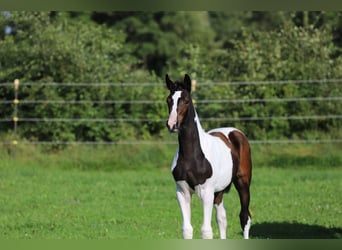 Andere Rassen, Merrie, veulen (05/2024), 160 cm, Gevlekt-paard