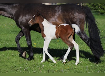 Andere Rassen, Merrie, veulen (05/2024), 160 cm, Gevlekt-paard