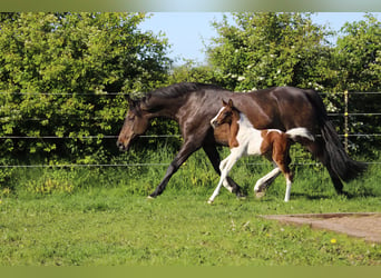 Andere Rassen, Merrie, veulen (05/2024), 160 cm, Gevlekt-paard