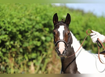 Andere Rassen, Merrie, veulen (05/2024), 160 cm, Gevlekt-paard