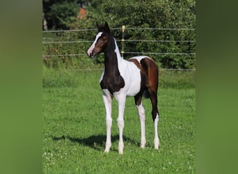Andere Rassen, Merrie, veulen (05/2024), 160 cm, Gevlekt-paard