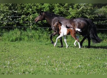 Andere Rassen, Merrie, veulen (05/2024), 160 cm, Gevlekt-paard