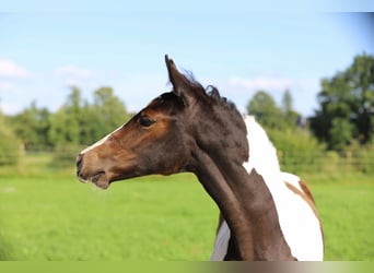 Andere Rassen, Merrie, veulen (05/2024), 160 cm, Gevlekt-paard