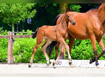 Andere Rassen, Merrie, , Bruin