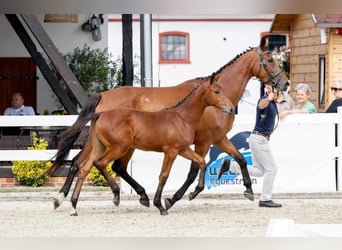 Andere Rassen, Merrie, veulen (03/2024), Bruin