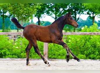 Andere Rassen, Merrie, , Donkerbruin