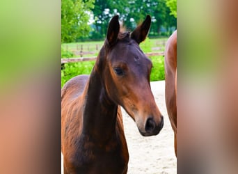 Andere Rassen, Merrie, , Donkerbruin