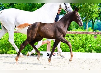 Andere Rassen, Merrie, , Donkere-vos