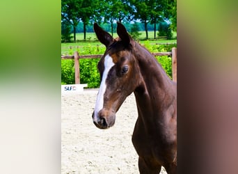 Andere Rassen, Merrie, , Donkere-vos