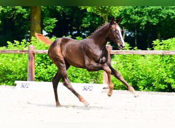 Andere Rassen, Merrie, , Donkere-vos