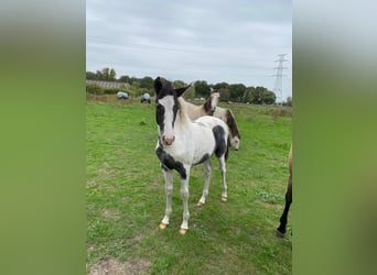 Andere Rassen, Merrie, Veulen (01/2025), Gevlekt-paard