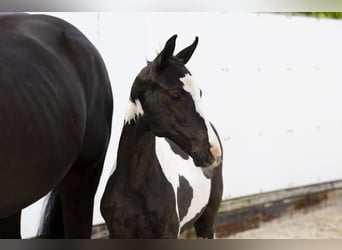 Andere Rassen, Merrie, , Gevlekt-paard