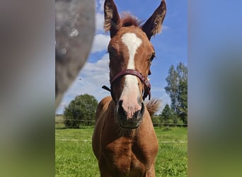 Andere Rassen Mix, Merrie, veulen (05/2024), Lichtbruin